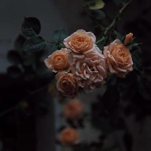 方圆北部在线播放高清版下载
