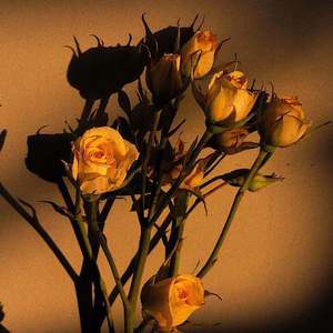 方圆北部在线播放高清版下载
